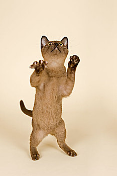 猫,4个月,雄性,海豹,深褐色,站立,后腿