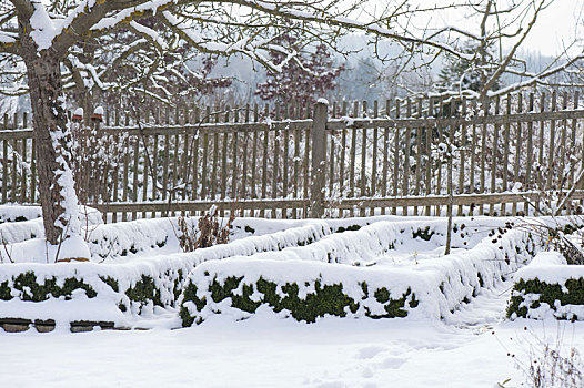 雪,别墅花园,苹果树,栅栏