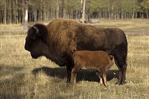 野牛,母兽,伍德布法罗国家公园,艾伯塔省,加拿大西北地区,加拿大