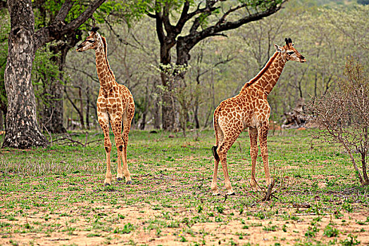 南方,长颈鹿,两个,小动物,克鲁格国家公园,南非,非洲