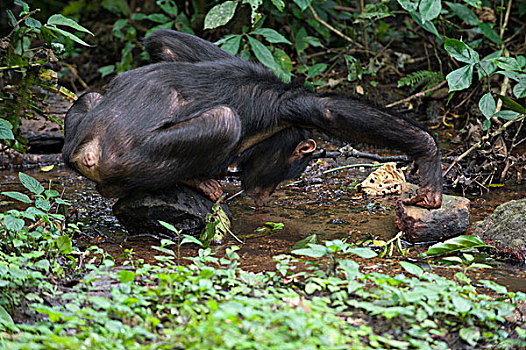黑猩猩,类人猿,饮用水,河流,西部,乌干达