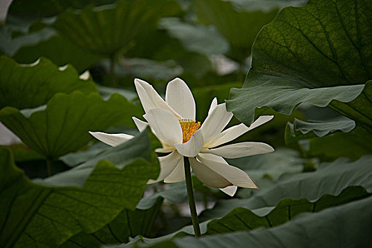 大明湖荷花