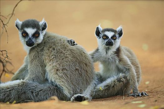 节尾狐猴,狐猴,女性,幼小,脆弱,贝伦提私人保护区,马达加斯加