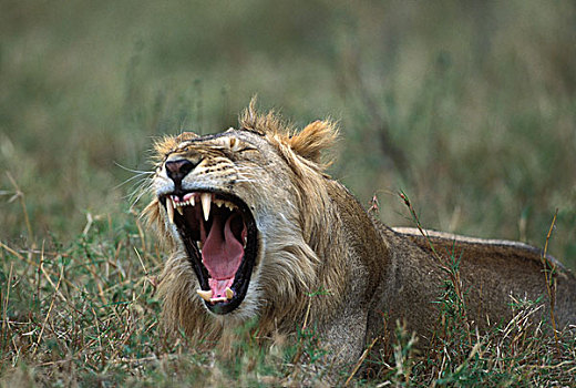 非洲,肯尼亚,马塞马拉野生动物保护区,亚成体,雄性,狮子,高草,湿地