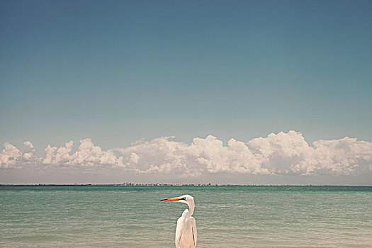 一个,鸟,萨尼伯尔岛,佛罗里达,美国