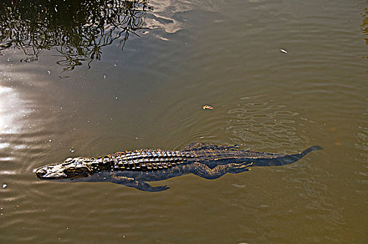 鳄鱼,游泳,水塘,大沼泽地国家公园,佛罗里达,美国