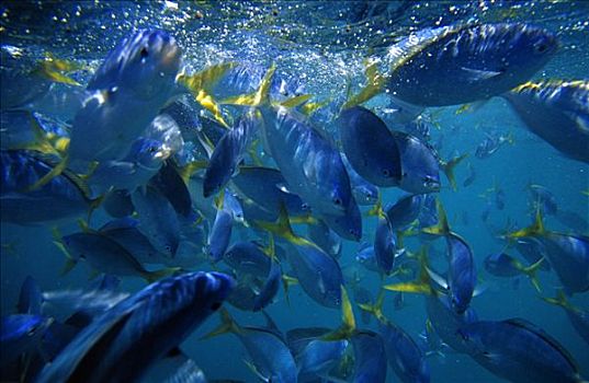 黄色,蓝色,背影,鱼群,竞争,食物,水边,表面,澳大利亚,中心,太平洋