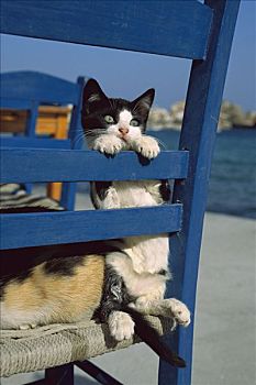 家猫,小猫,玩,椅子,海滩,小酒馆,希腊