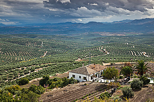 西班牙,安达卢西亚,区域,哈恩省,乌贝达,俯视图,橄榄,小树林