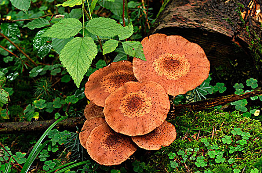蘑菇,矮树丛