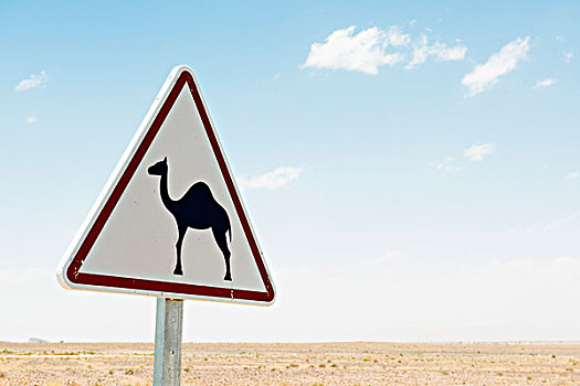 警告,骆驼,交通标志,摩洛哥,非洲