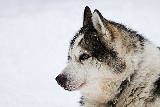 头像,哈士奇犬,雪中,拉普兰,瑞典