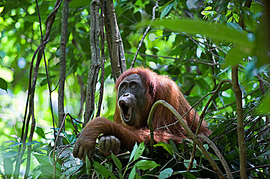 苏门答腊猩猩,女性,白天,窝,古农列尤择国家公园,北方,苏门答腊岛,印度尼西亚