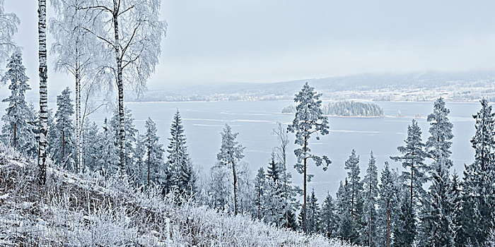 冬季风景,树,湖