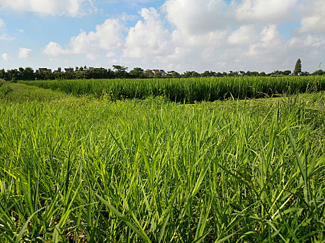 田园风光,乡村美景