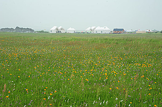 承德,坝上,草原,花海,原野,开阔,河流,植被,牧场