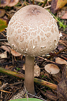 伞,蘑菇