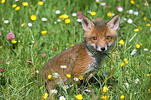 红狐,狐属,幼兽,坐,花,诺曼底