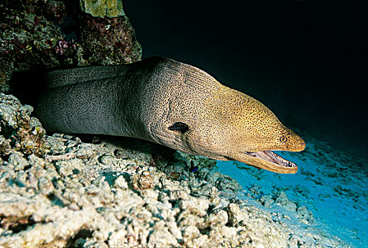 巨大,海鳗,藏身,危险,斯米兰群岛,安达曼海,泰国,亚洲,印度洋