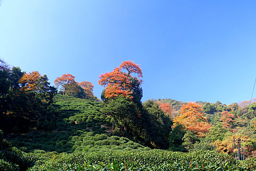 龙井茶园