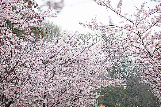 樱花