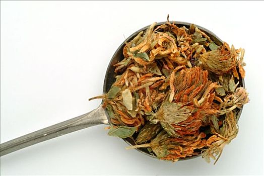 干燥,四叶草,花,草药,茶