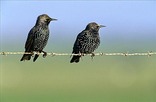 常见八哥,紫翅椋鸟,一对,休息,刺铁丝网,欧洲