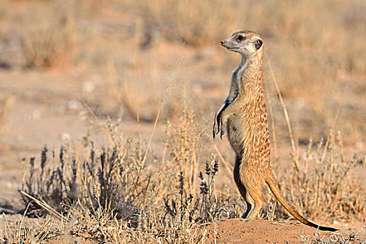 猫鼬,雌性,站立,专注,卡拉哈迪大羚羊国家公园,北开普,南非,非洲