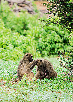 狒狒,幼仔,乔贝国家公园,博茨瓦纳