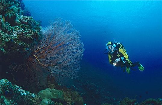 潜水者,水下,景色,图兰奔,巴厘岛,印度尼西亚