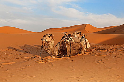 单峰骆驼,阿拉伯,骆驼,沙子,沙丘,艾尔芙,摩洛哥,撒哈拉沙漠,北非,非洲