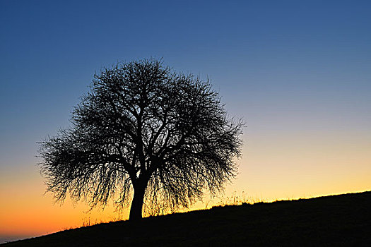 果树,日出,奥登瓦尔德,黑森州,德国