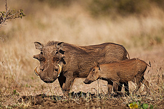疣猪,小猪,克鲁格国家公园,南非