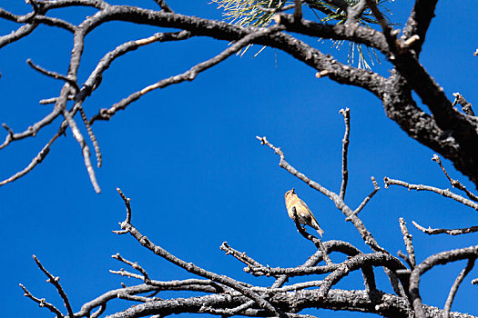 红交喙鸟,布莱斯峡谷国家公园