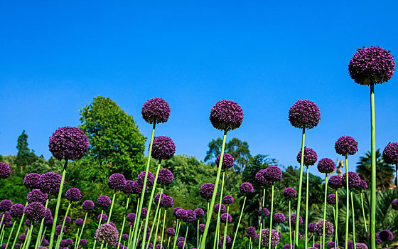 葱属植物,花朵