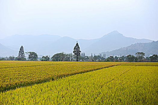 秋天的红树林水稻田