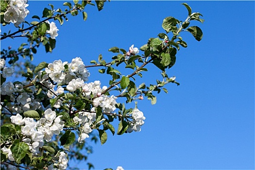 花,盛开,苹果树