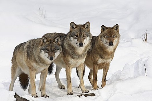 欧亚混血,狼,巴伐利亚森林国家公园,巴伐利亚,德国