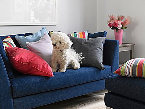 可爱,梗犬,狗,蓝色背景,沙发,客厅