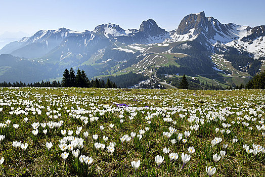 花丛,盛开,白色,藏红花,番红花属,春天,背影,山,攀升,伯恩,瑞士,欧洲