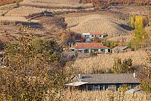 田园风光