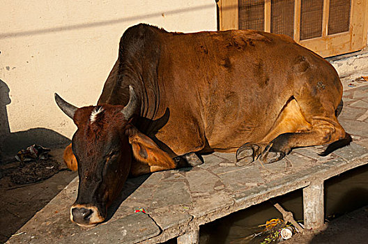 母牛,睡觉,人行道,乌代浦尔,拉贾斯坦邦,印度