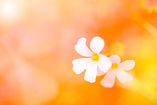 花朵局部特寫(xiě)