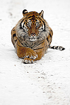 苏门答腊虎,雪中