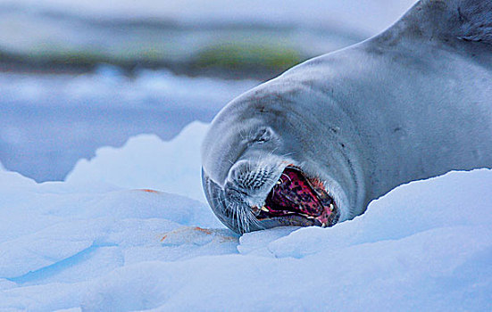 南极冰川海豹游泳