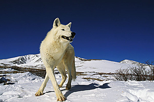 北极,狼,犬属,成年,站立,雪,阿拉斯加