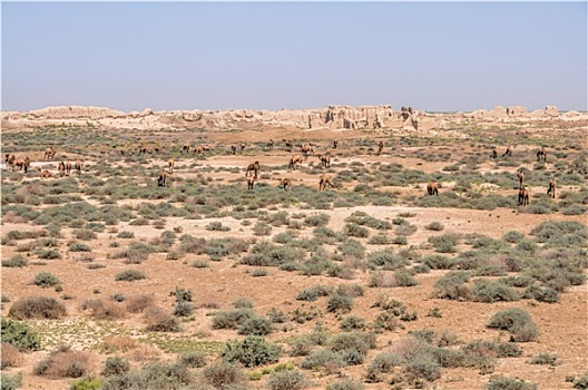 骆驼,土库曼斯坦