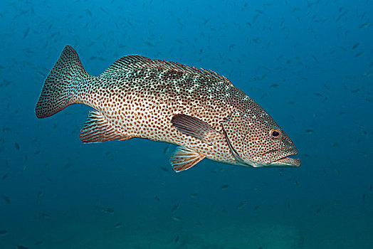 海湾,石斑鱼,下加利福尼亚州,墨西哥