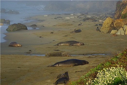 海狮,岩石,海滩,太平洋海岸,加利福尼亚