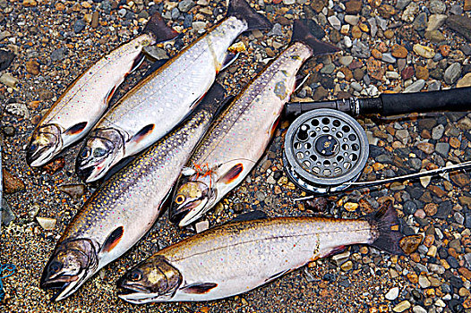 鱼竿,斑点,鲑鱼,抓住,靠近,住宿,维京观景小道,北方,半岛,纽芬兰,拉布拉多犬,加拿大